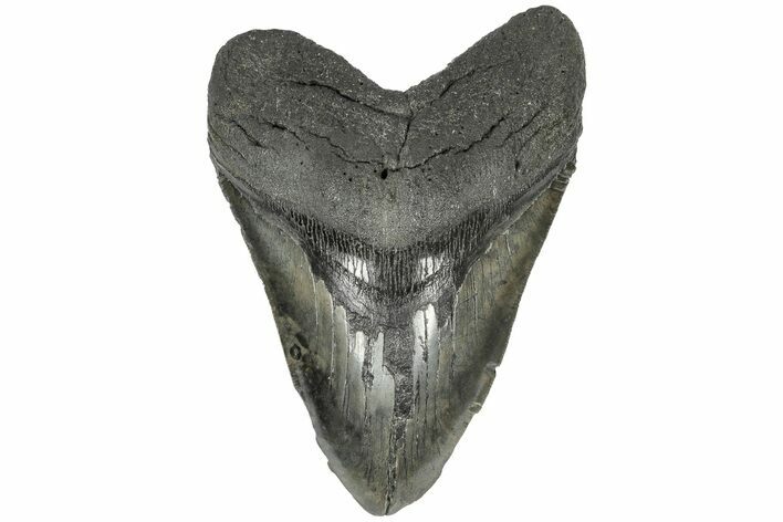 5.75" Fossil Megalodon Tooth - South Carolina